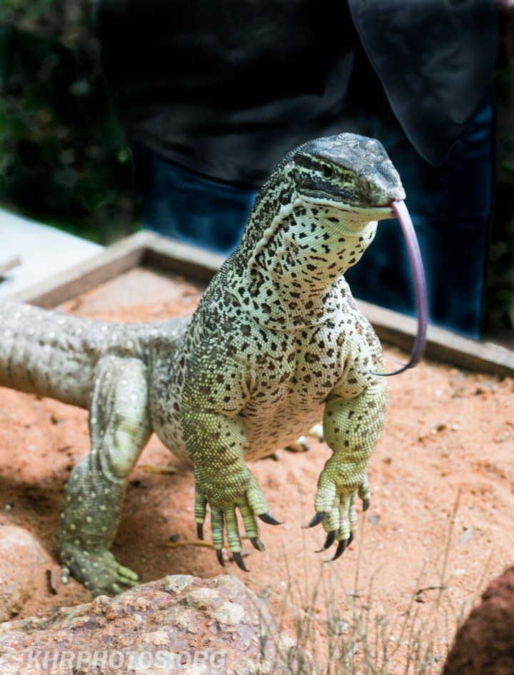 171124.Butterfly (1 of 1)