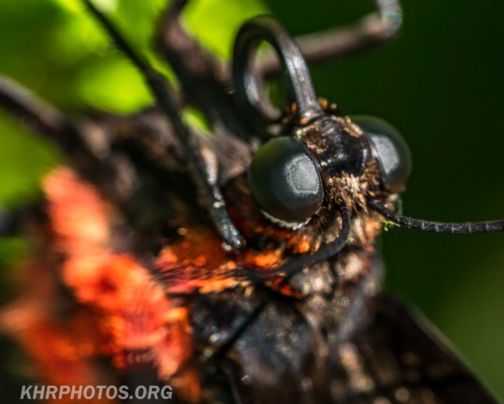 171124.Butterfly (28 of 29)